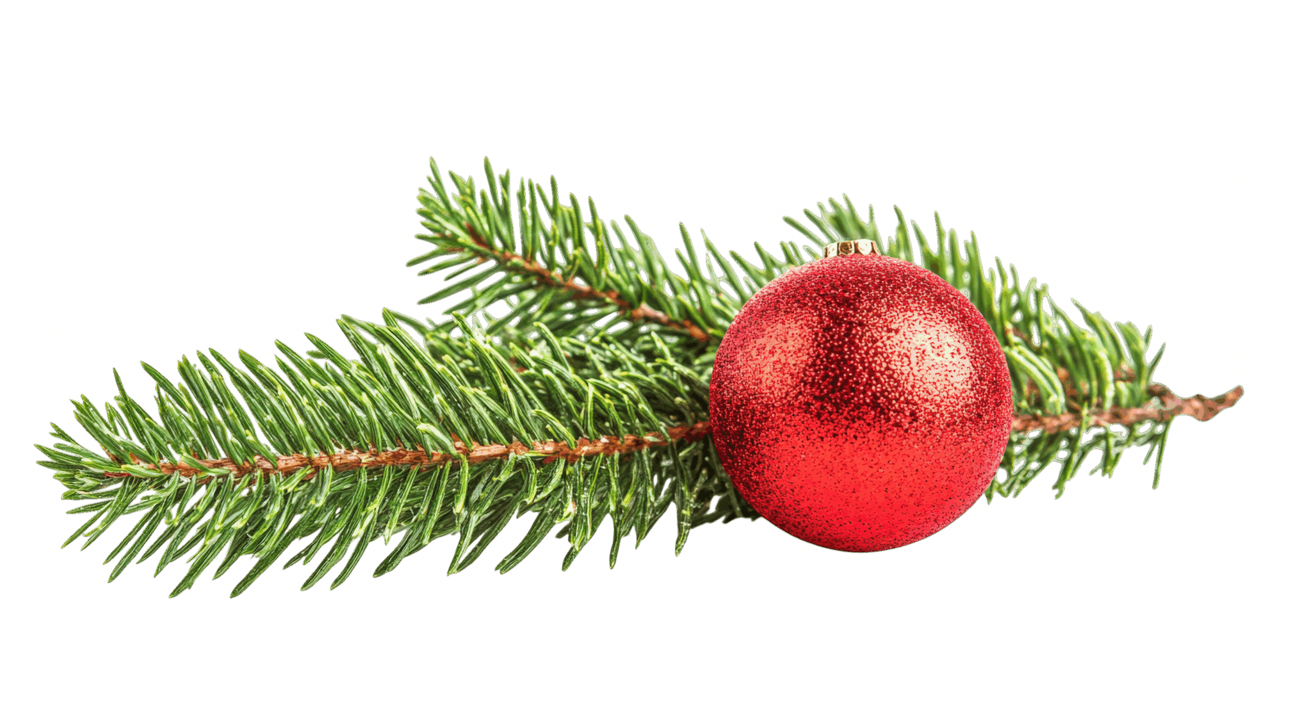 Branche de sapin vert vif avec une boule de Noël rouge pailletée, sur fond blanc, évoquant les fêtes de fin d'année.